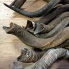 Nice kudu horns on stock.