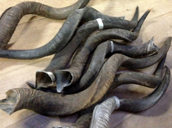 Nice kudu horns on stock.