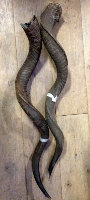 Nice kudu horns on stock.