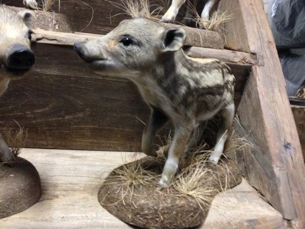 Expertly mounted piglets of wild boar.