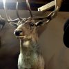 Recent stuffed head of a deer