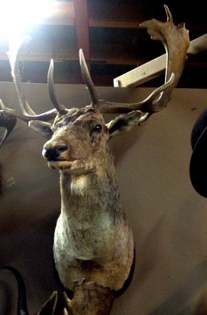 Hunting trophy a big fallow deer.