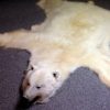 High quality polar bear skin (Special offer).