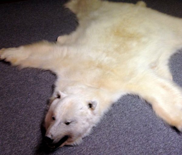 High quality polar bear skin (Special offer).