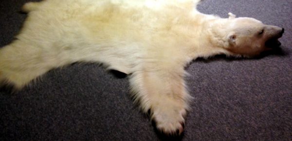 High quality polar bear skin (Special offer).