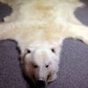 High quality polar bear skin (Special offer).