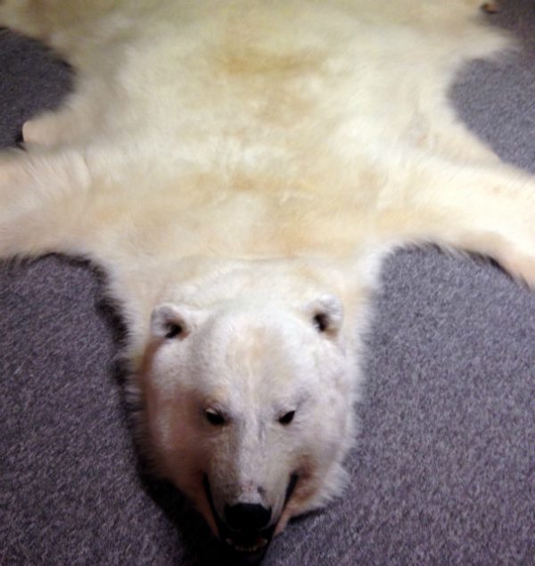 High quality polar bear skin (Special offer).
