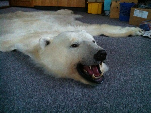 High quality polar bear skin (Special offer).