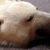 Exclusieve huid van een ijsbeer. Het betreft een zeer fraai wit exemplaar in wintervacht en hij is in perfecte staat. De huid is aan de onderzijde voorzien van grijs vilt.