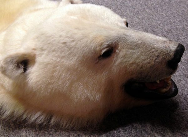 High quality polar bear skin (Special offer).