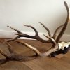 Very special pair of antlers of a deer.