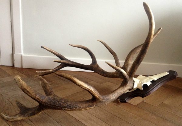 Very special pair of antlers of a deer.