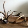 Very special pair of antlers of a deer.