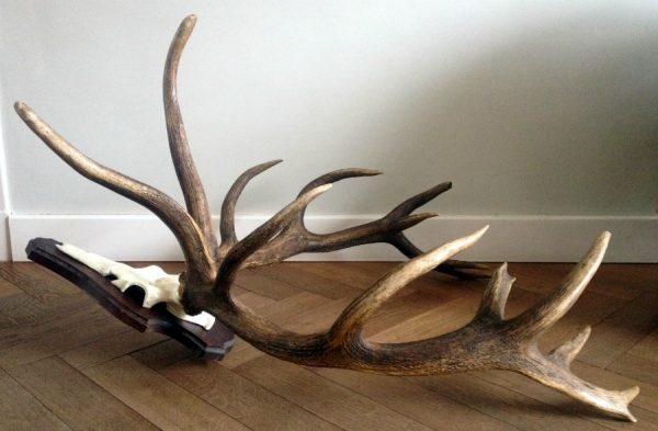 Very special pair of antlers of a deer.