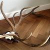 Very special pair of antlers of a deer.