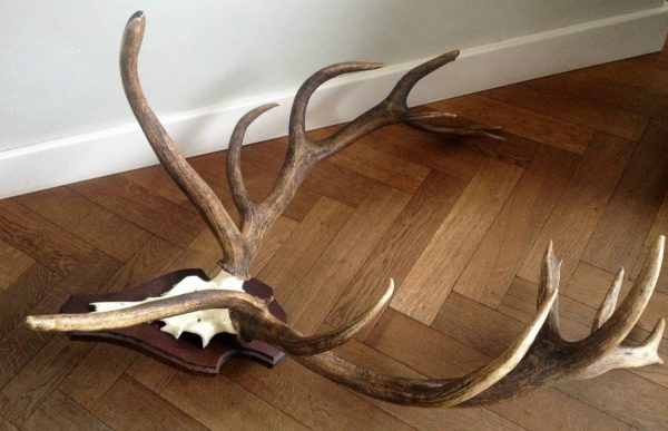 Very special pair of antlers of a deer.