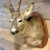 Trophy head of a big roe buck.