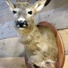 Trophy head of a big roe buck.