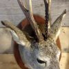 Trophy head of a big roe buck.