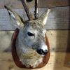 Trophy head of a big roe buck.