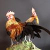 Beautiful stuffed silk rooster.