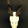 Eland antelope skull mounted on hard-stone base.