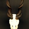 Eland antelope skull mounted on hard-stone base.