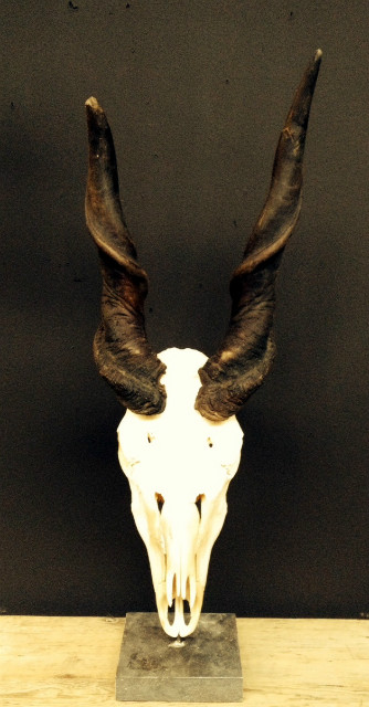 Eland antelope skull mounted on hard-stone base.