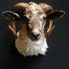 Vintage stuffed head of an oryx.