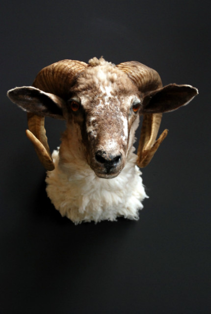 Nice taxidermy head of a sheep ram.