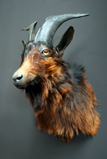 Stuffed head of a brown billy goat.