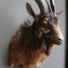 Stuffed head of a brown billy goat.