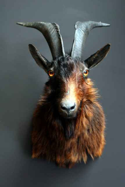 Stuffed head of a brown billy goat.