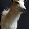 Very nice trophy head of a white goat