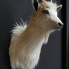 Very nice trophy head of a white goat