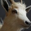 Very nice trophy head of a white goat