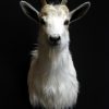 Very nice trophy head of a white goat