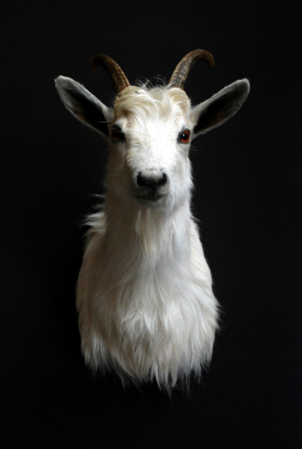 Very nice trophy head of a white goat