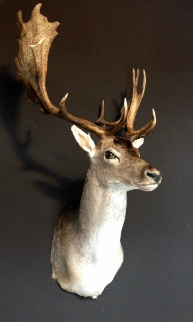 Nice trophy head a a big fallow deer stag.
