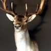 Nice trophy head a a big fallow deer stag.