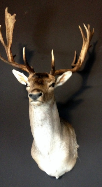 Nice trophy head a a big fallow deer stag.