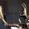 Nice trophy head a a big fallow deer stag.