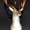 Nice trophy head a a big fallow deer stag.