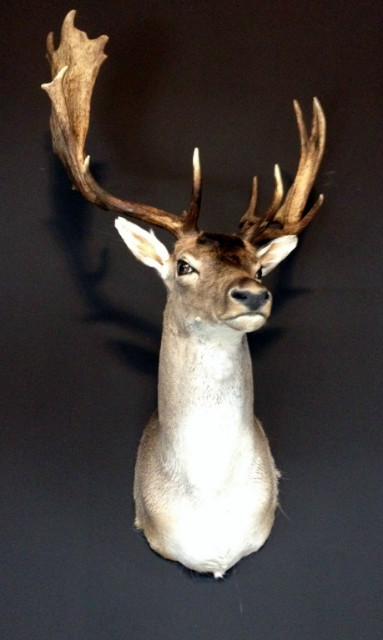 Nice trophy head a a big fallow deer stag.