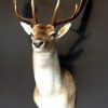 Nice taxidermy head of a big fallow deer.