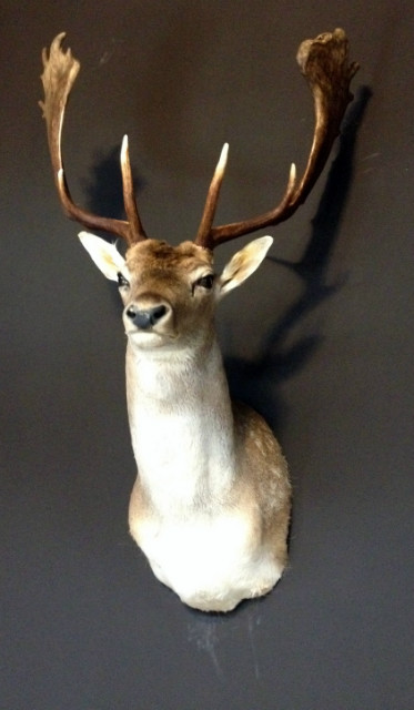 Nice taxidermy head of a big fallow deer.
