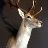 Nice taxidermy head of a big fallow deer.