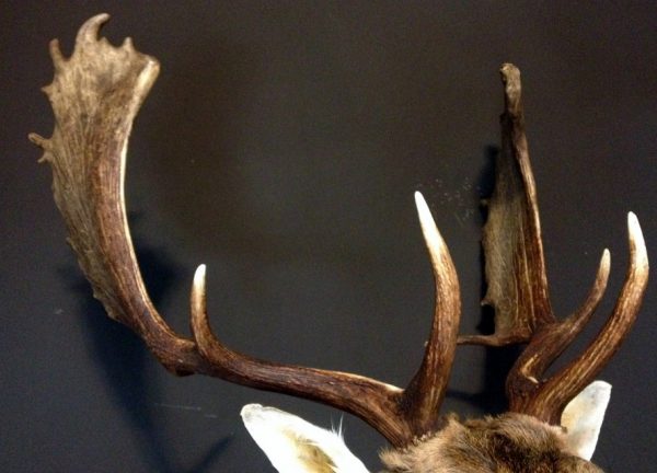 Nice taxidermy head of a big fallow deer.