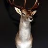 Nice taxidermy head of a big fallow deer.