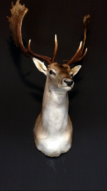 Nice taxidermy head of a big fallow deer.